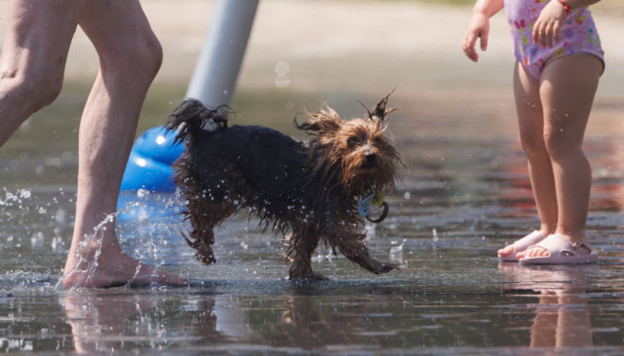 I Curso Canino orientado a nenos