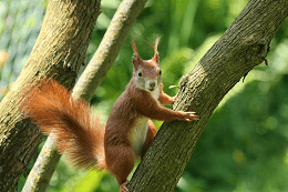 Juego de pistas 'Los animales del bosque'