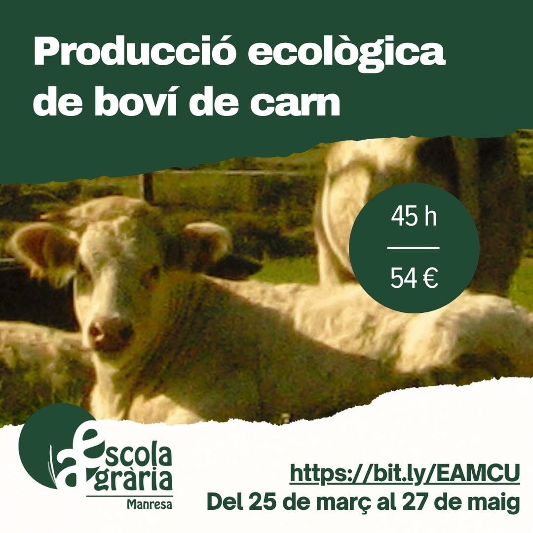 Producció ecològica de boví de carn