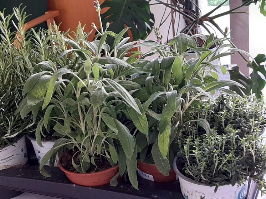 Renatureus. Taller: Un Balcón Florido, Aromático Y Comestible