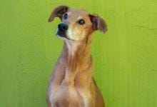 Desfile de perros que buscan un hogar en Bioparc València