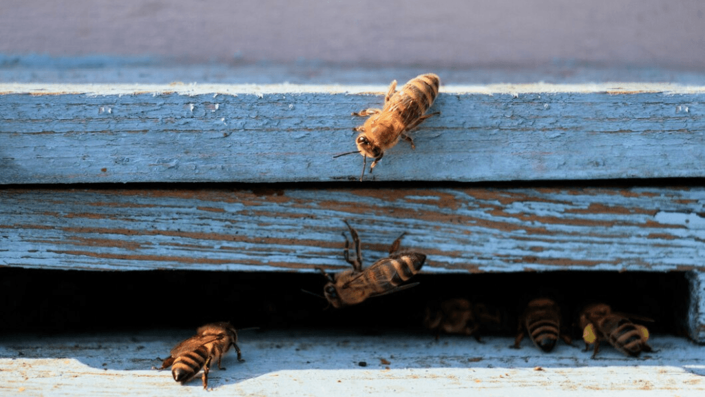 Casa de les abelles: Scape experience de las abejas