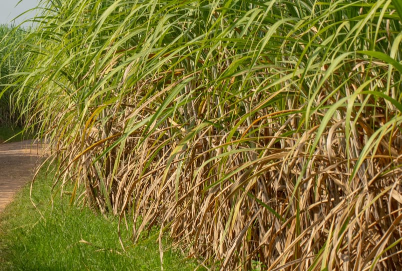 Taller de bioconstrucción de caña