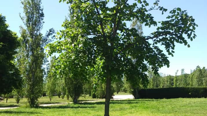 Jugateca al parc del Riu: L’últim gran arbre
