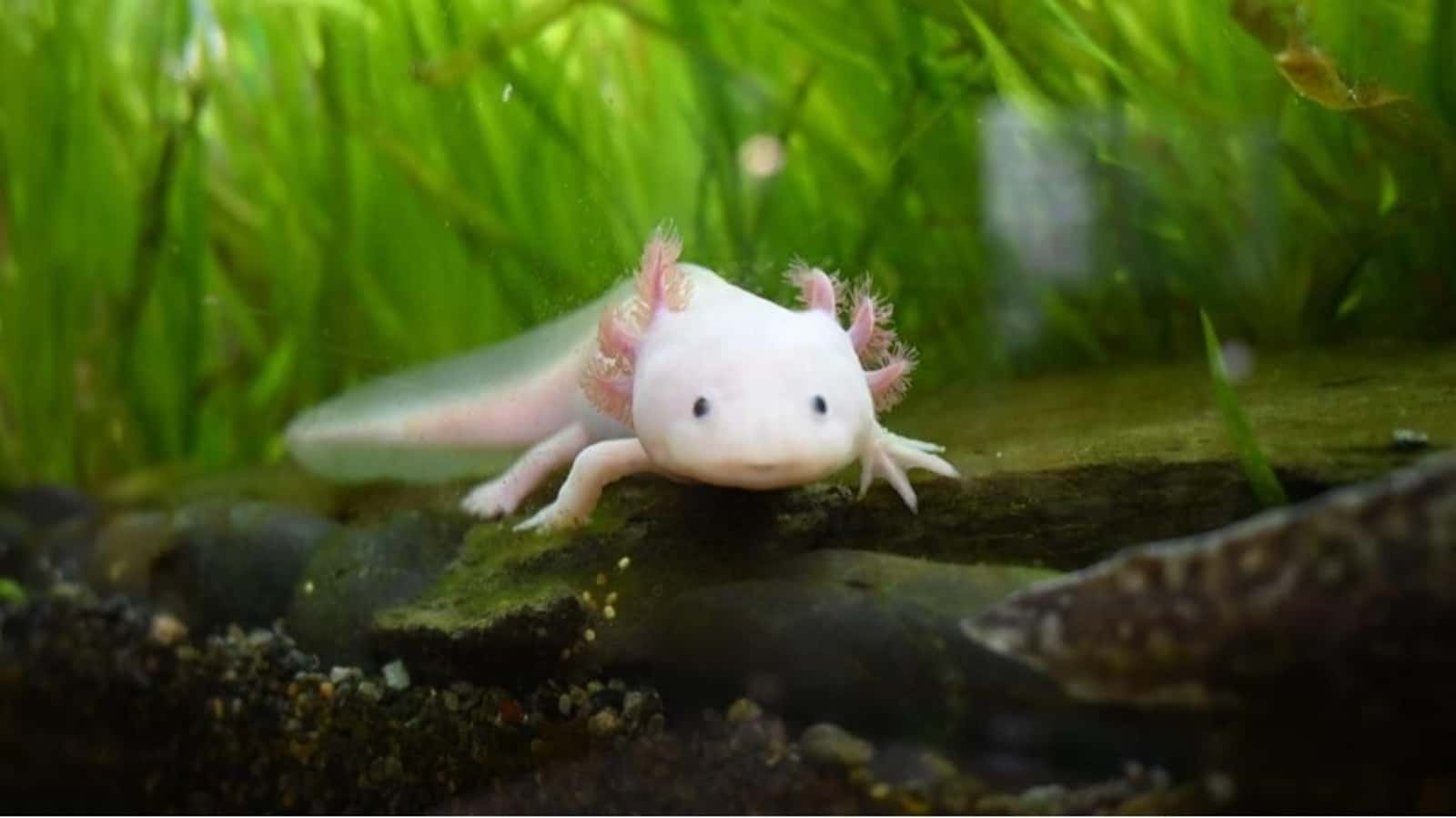 Noche con tiburones solo para niños