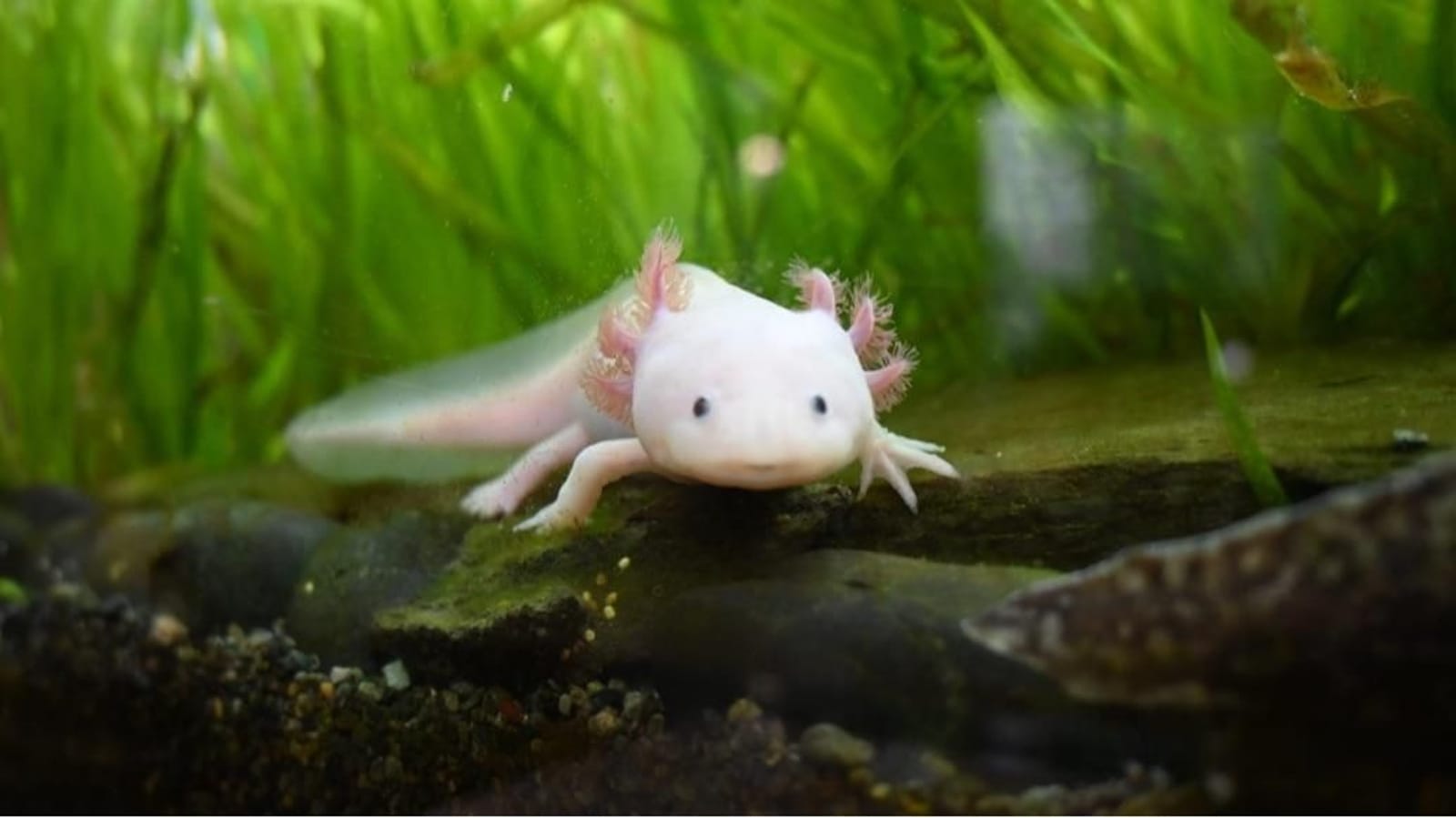 Pequeños acuaristas