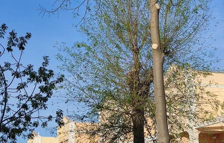 Charla «El árbol: el incomprendido en el medio urbano»