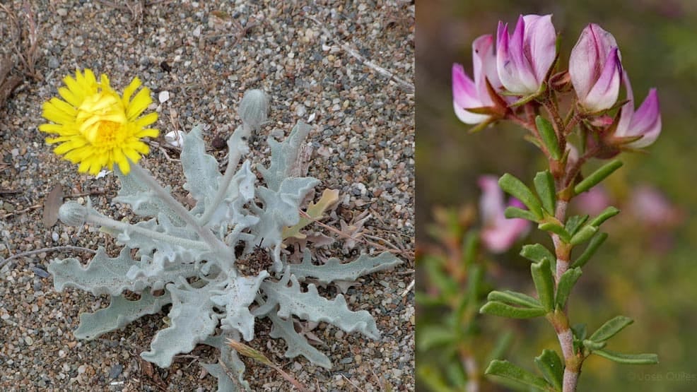 Taller familiar: Conoce las plantas del Majal blanco en primavera