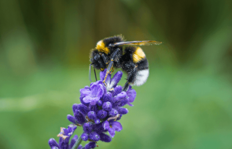 Setmana de la Natura: Taller sobre les abelles
