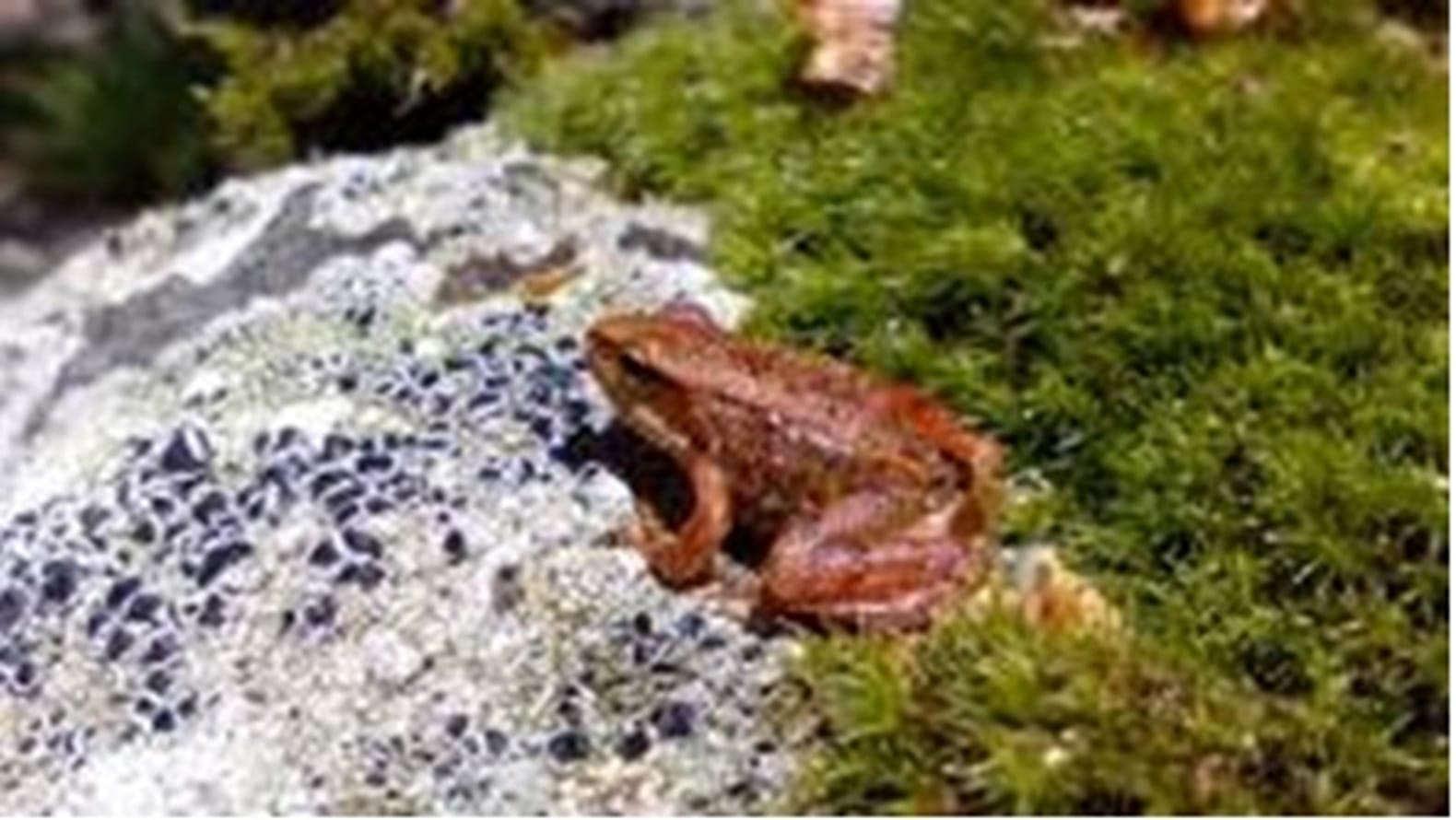 Día Internacional para la Conservación de los Anfibios. Identificación de anfibios de la Comunidad de Madrid