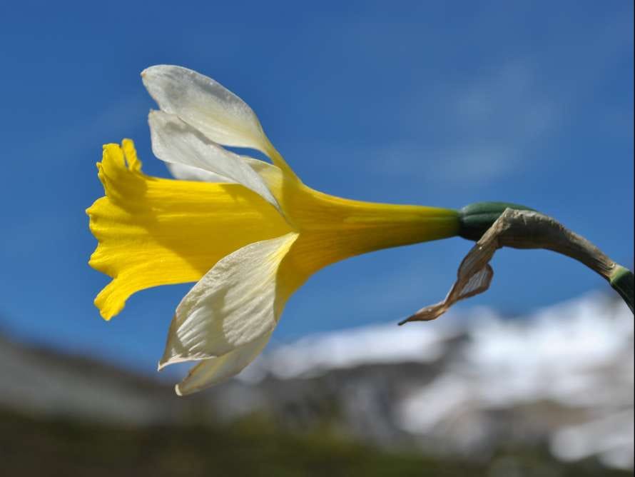 Tertulias botánicas
