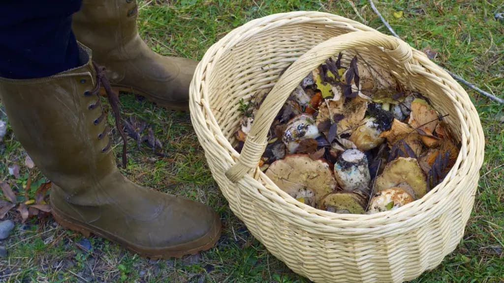 42ª Semana Micológica Galega 2025