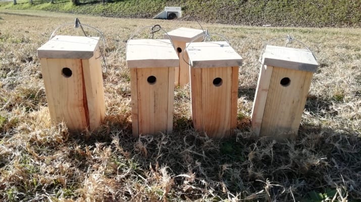 Jugateca al parc Nou: Els ocells del parc i les caixes niu