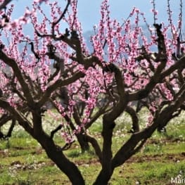 Paseo guiado en Tiempo de floraci贸n en la tierra del Melocot贸n