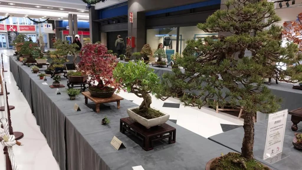 XV Exposición de Bonsái y Suiseki