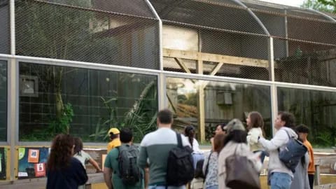 Actividad en torno a los suricatas