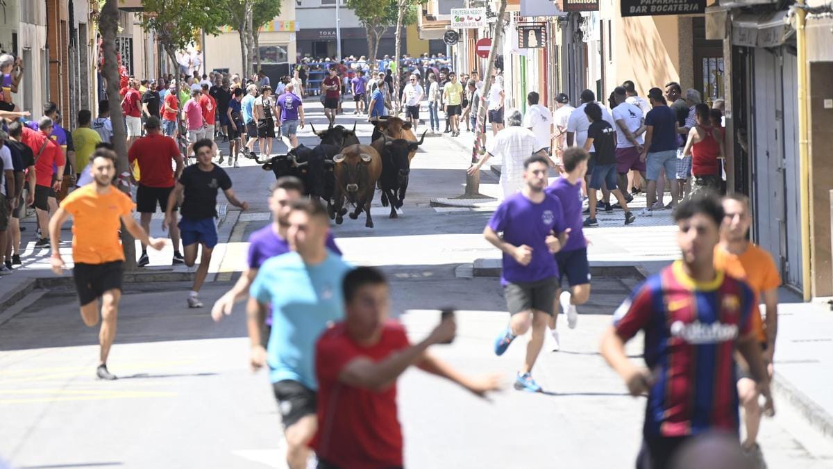 Encierro de toros cerriles de Sant Pere