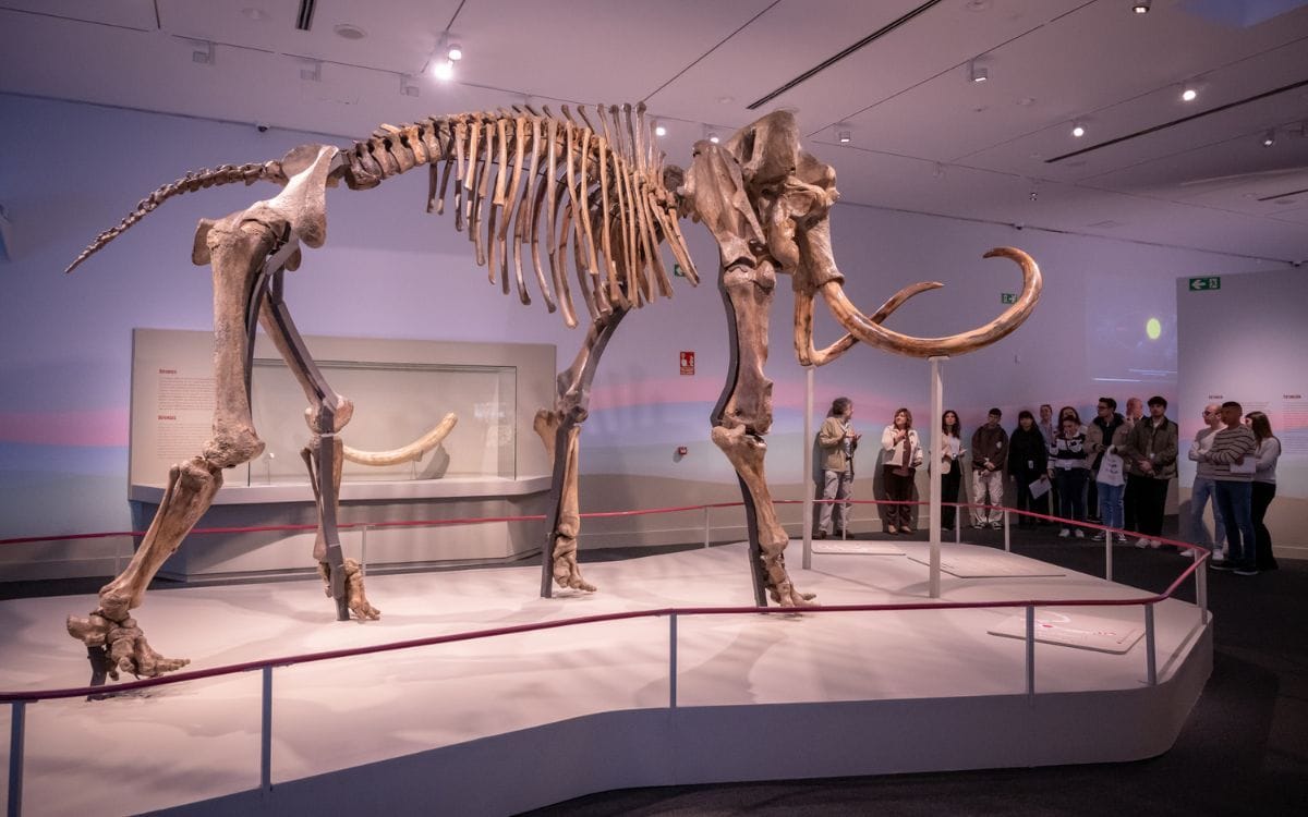 Exposició Mamut. El gegant de l'edat de gel