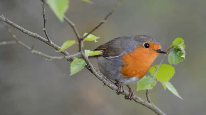 Dia Mundial de la Biodiversitat als Espais Naturals: Com piulen el pit-roig i els seus amics?