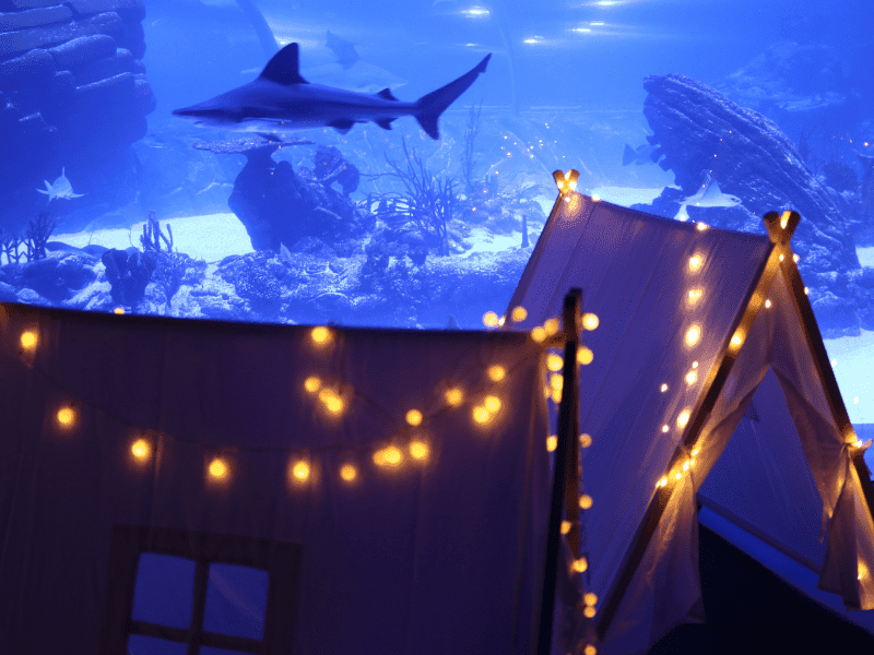 Durmiendo entre tiburones