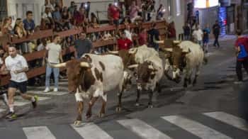 Suelta de reses en la cabestrada de San Sebastián de los Reyes