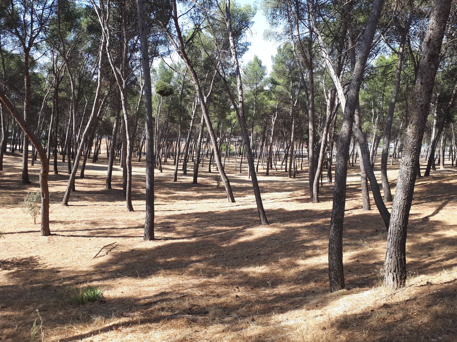 Parque de La Elipa