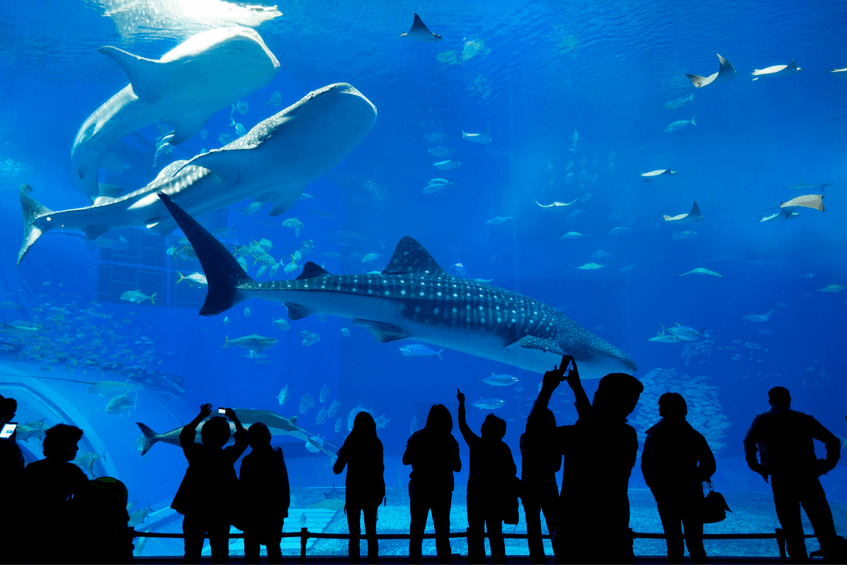 Blue Reef Aquarium Portsmouth