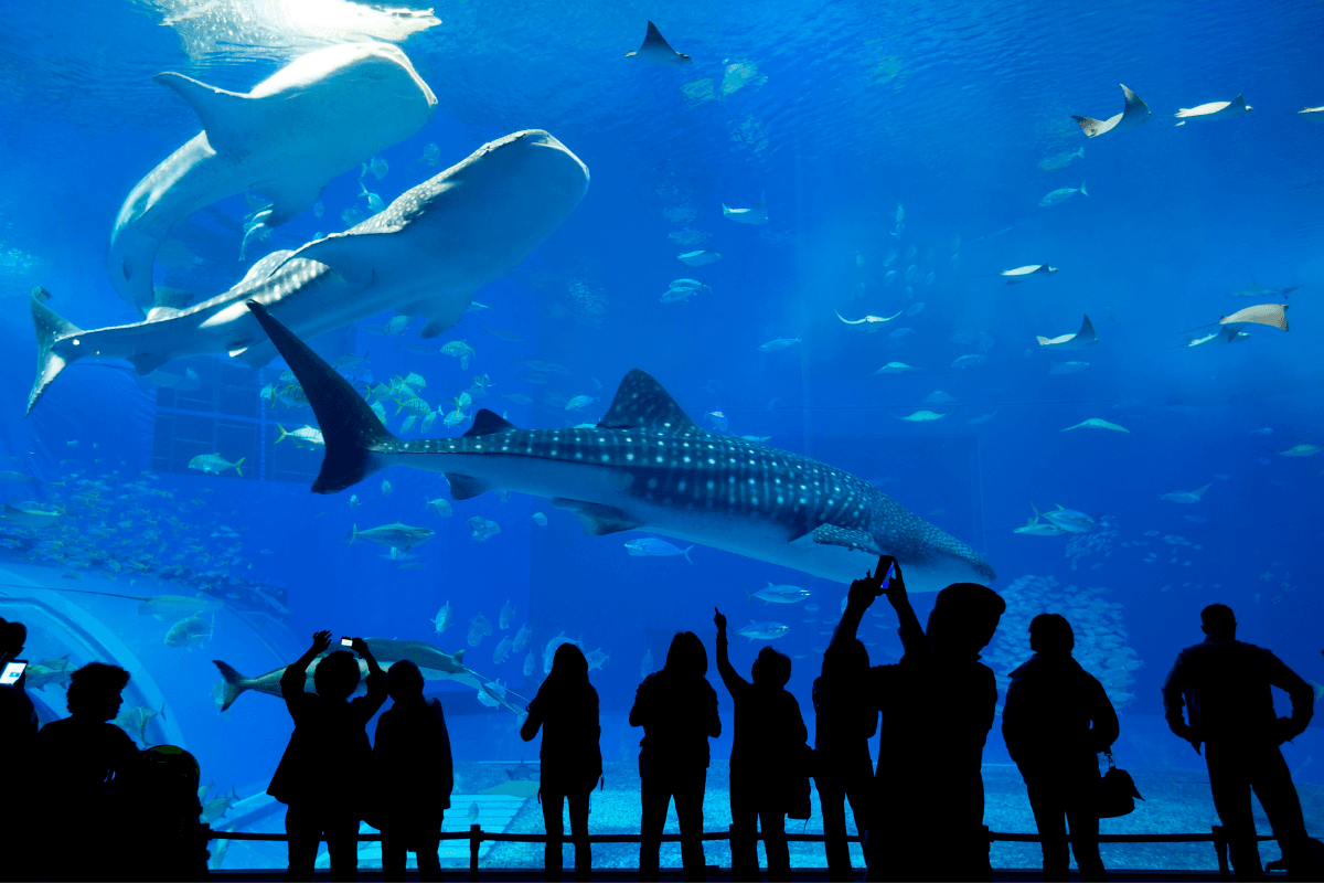 From Fossils to Fins