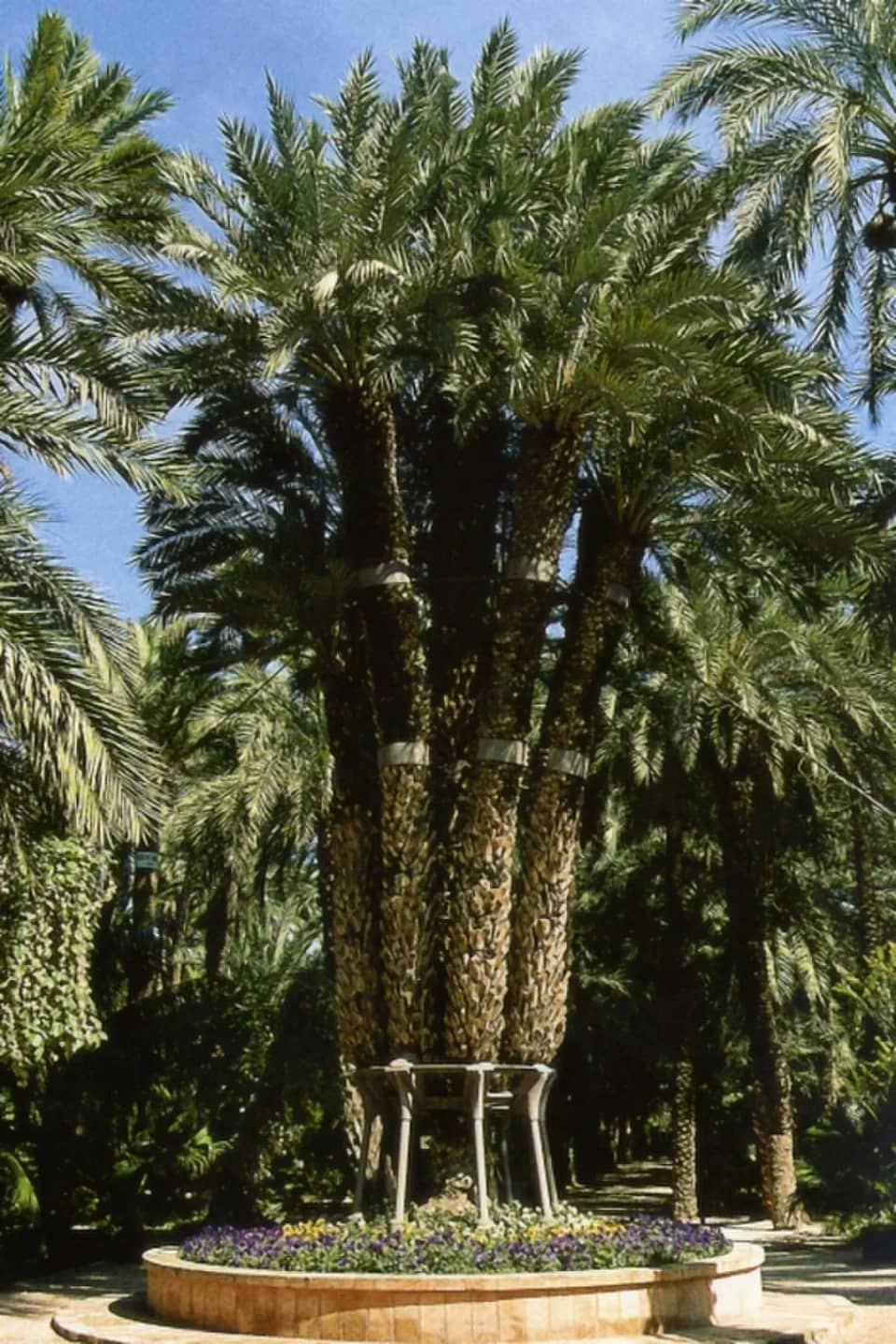 Hort de la Coronela