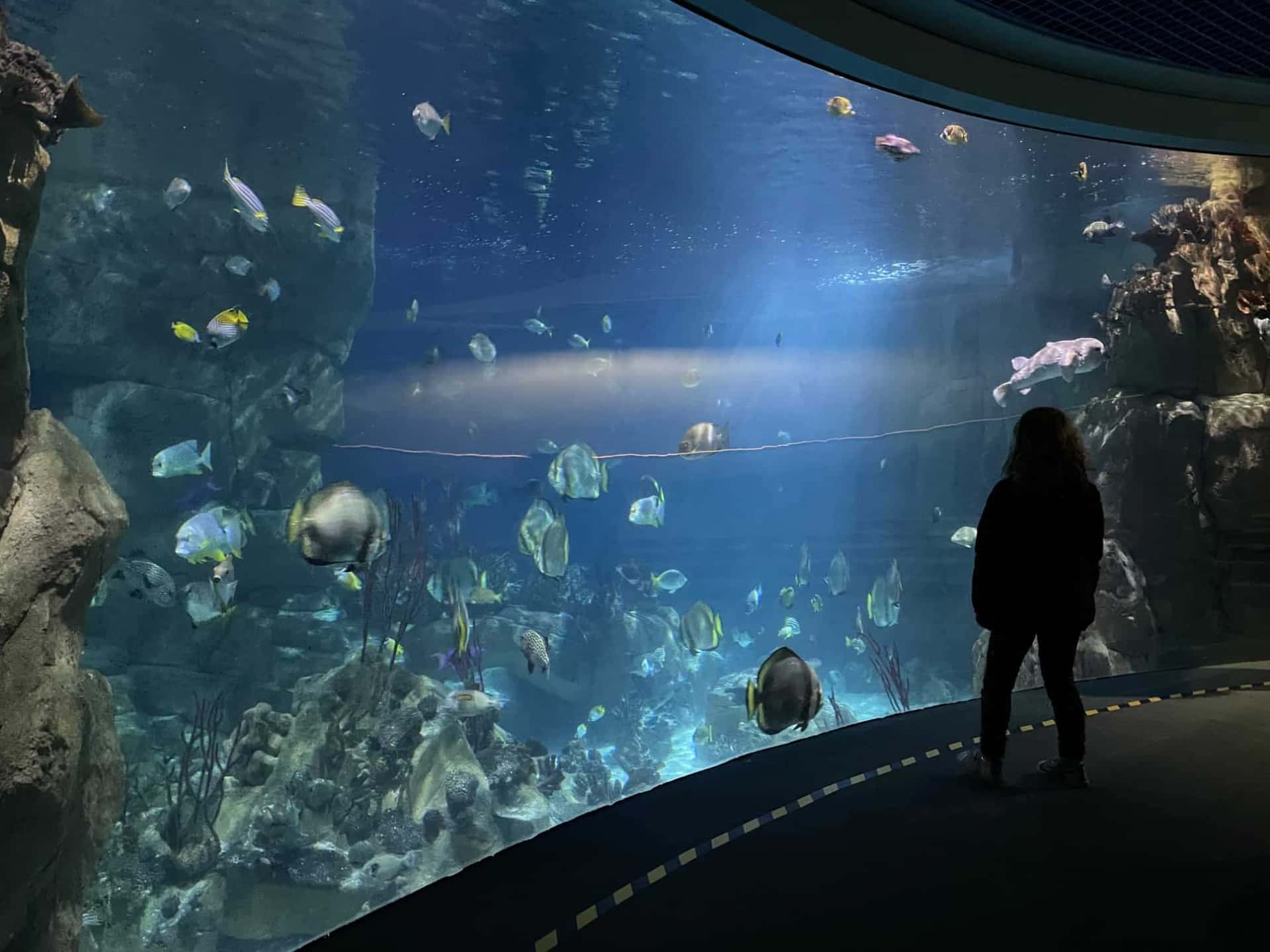 Keeper for a Day at the Aquarium