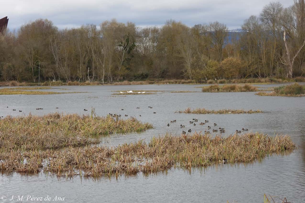 Recorrido naturalístico: Salburua y sus aves
