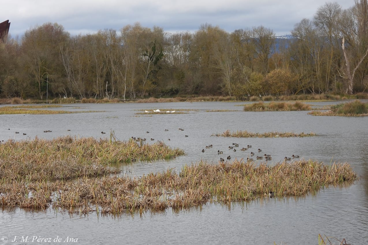 Recorrido naturalístico: Salburua y sus aves