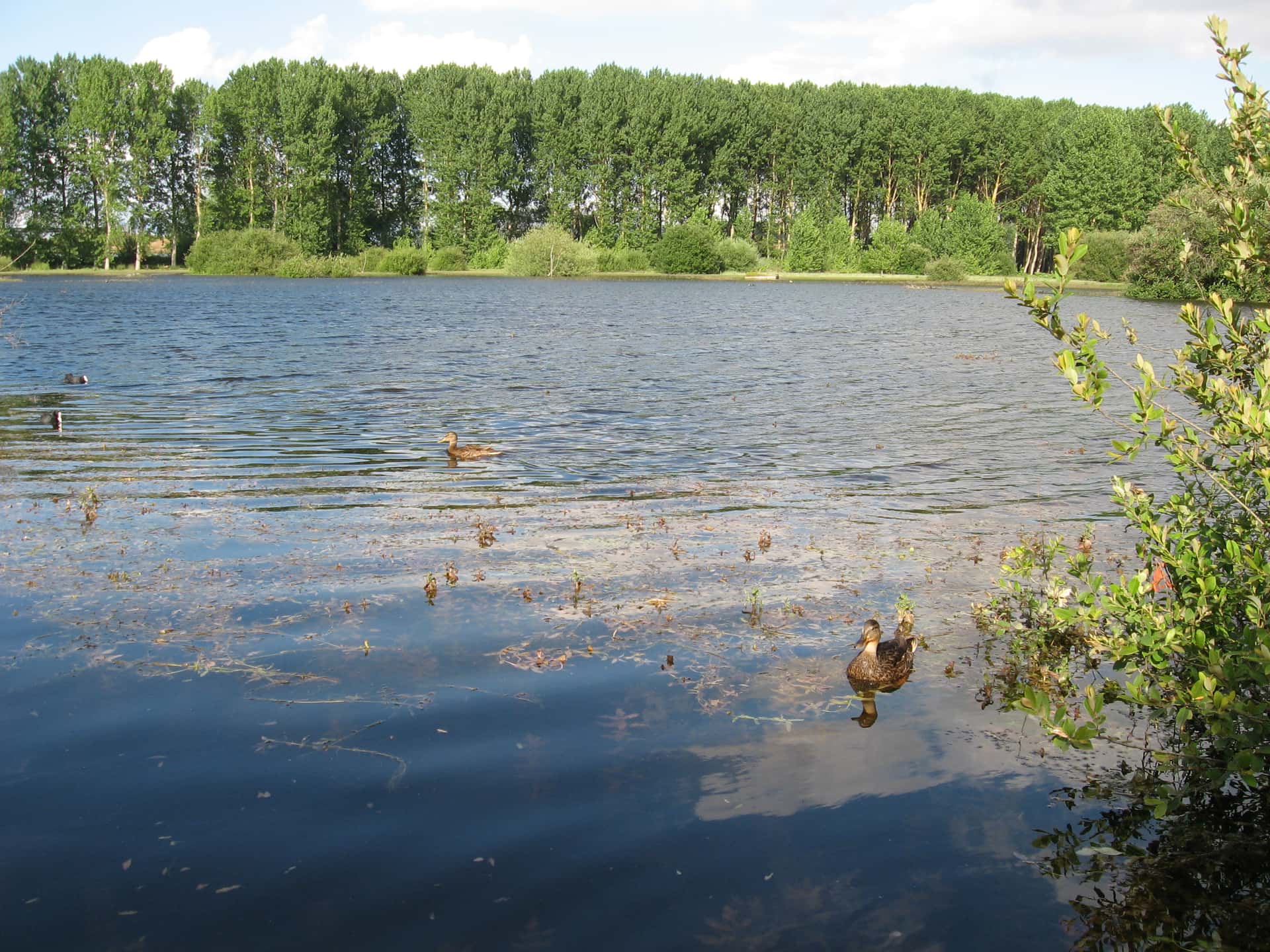 Recorrido naturalístico: Bizikleta ibilbidea - Salburua