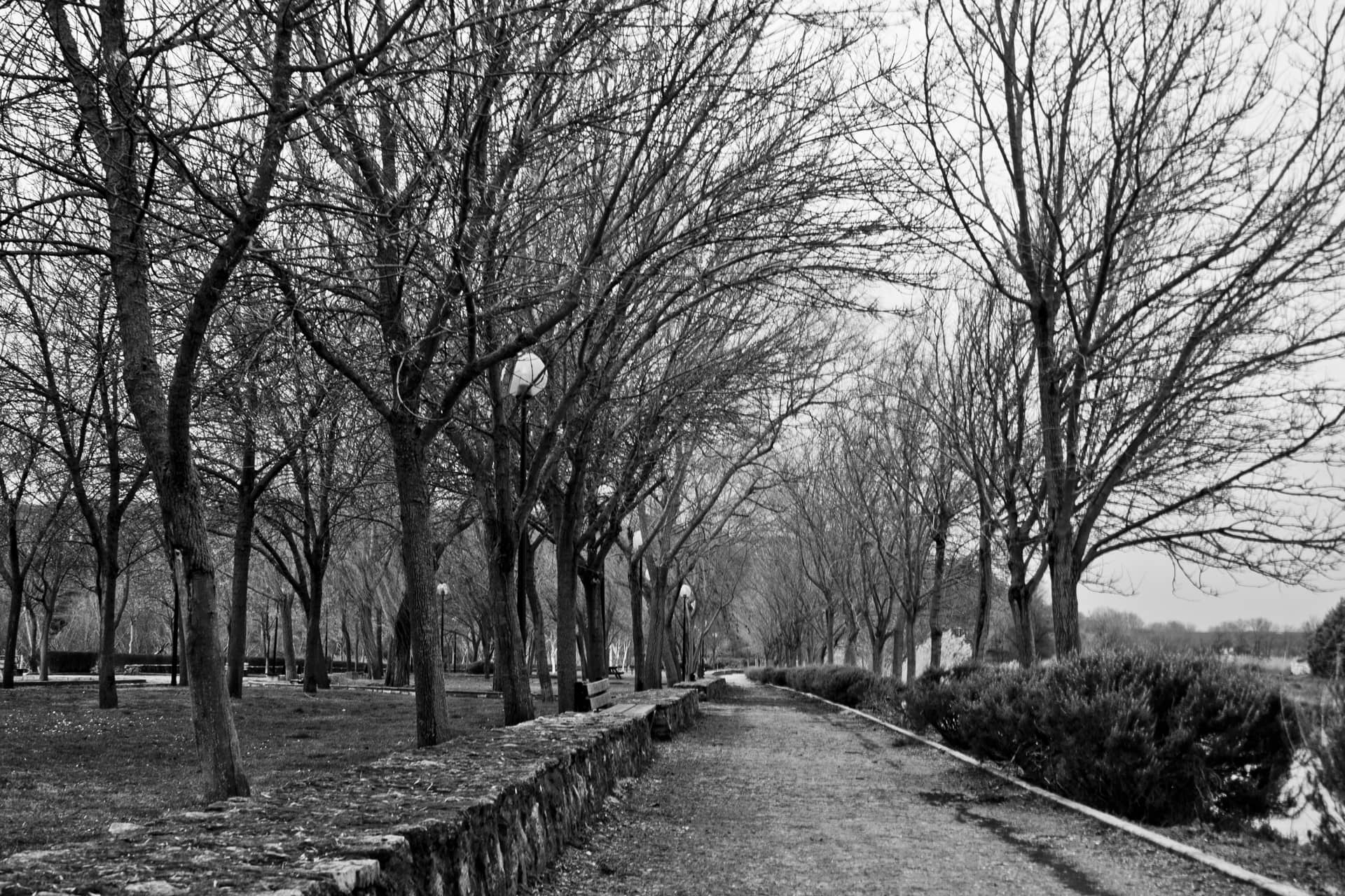Parque de Olivares