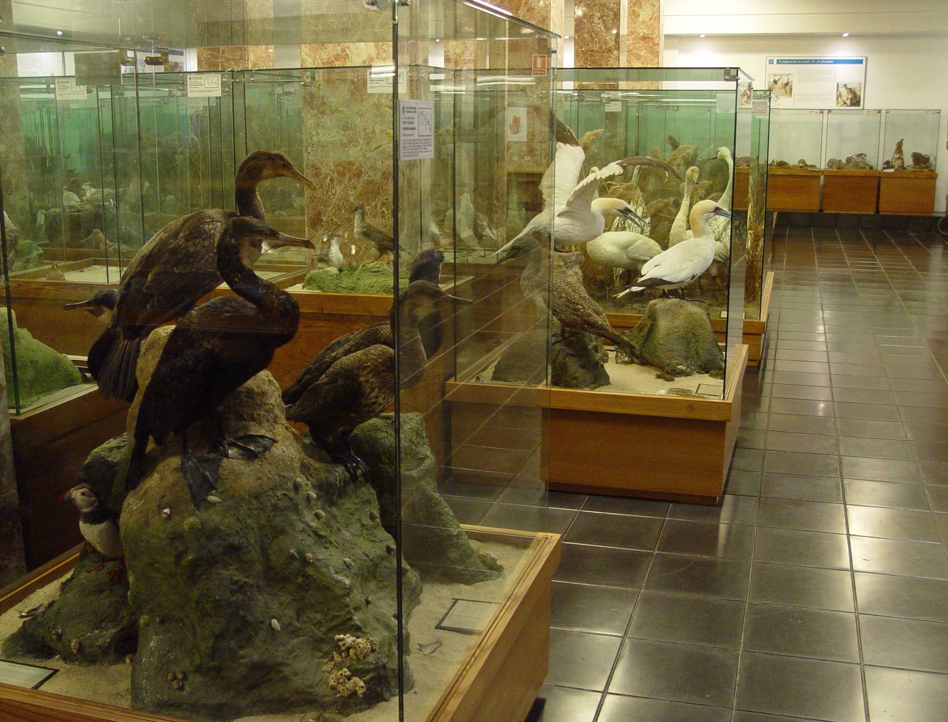 Actuaciones de la Escola Municipal de Música en el Museo de Historia Natural
