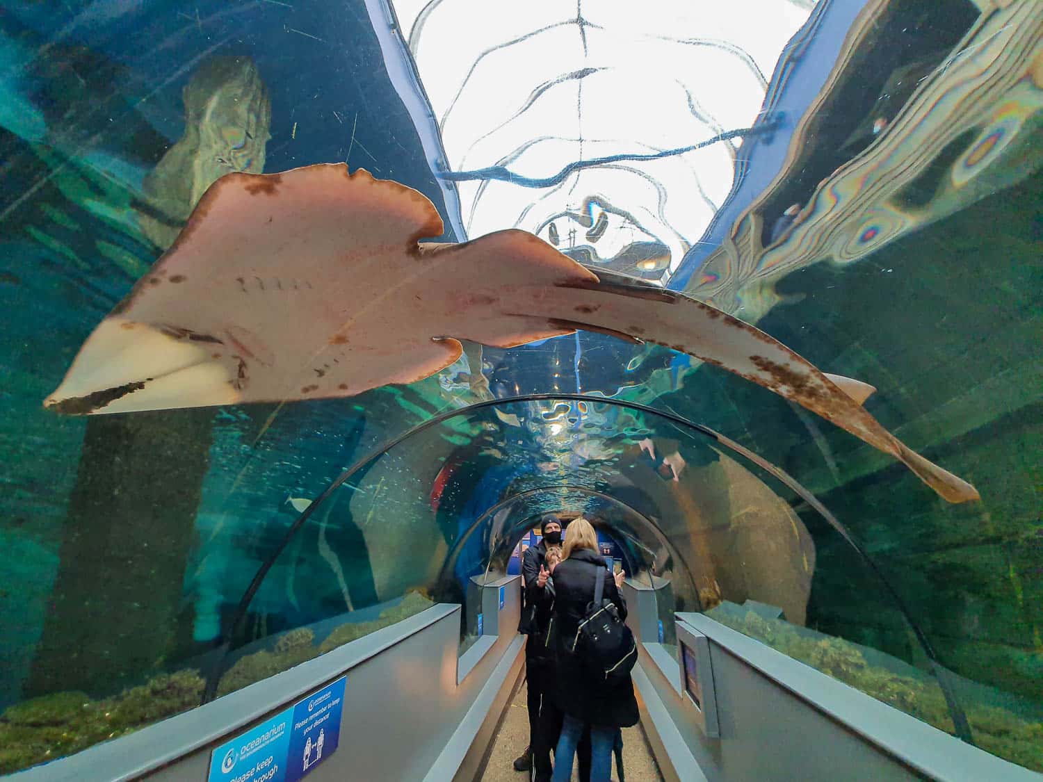 Dive into the Oceanarium this summer for an underwater adventure!
