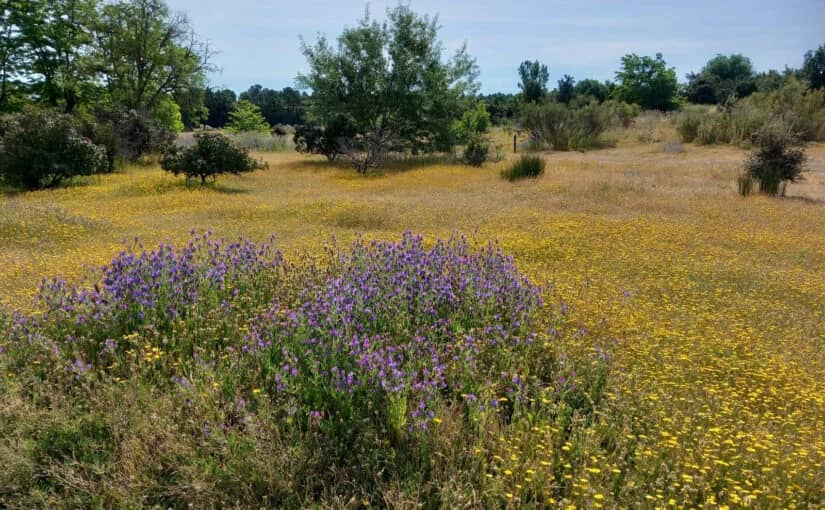 Parque Forestal Adolfo Suárez