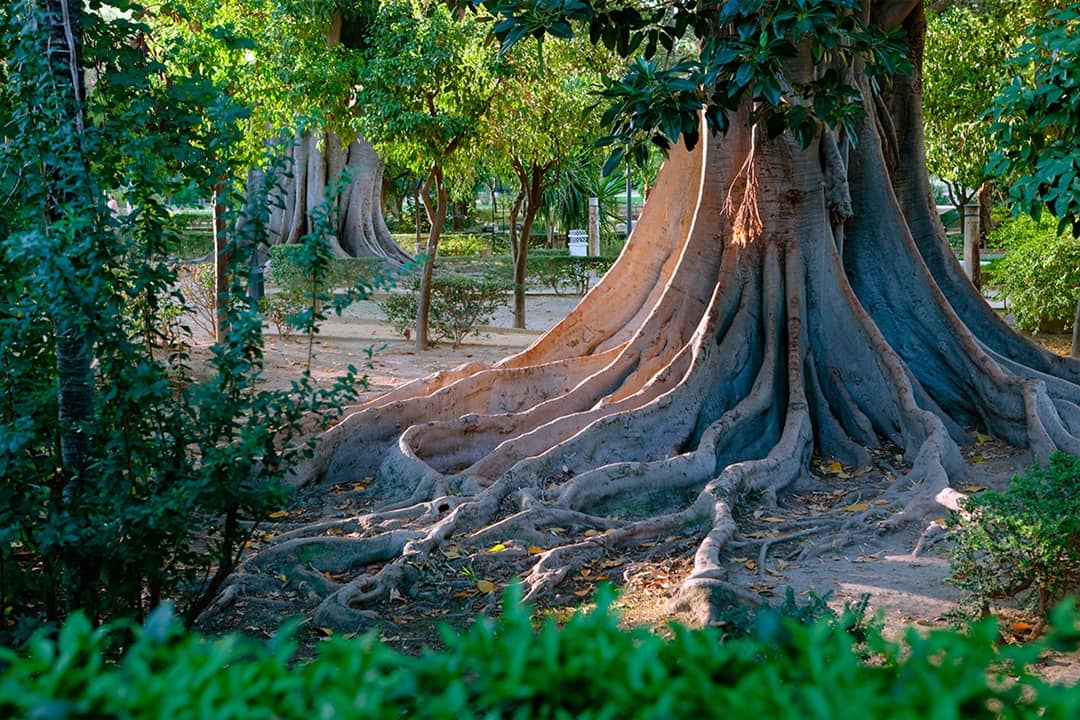 Jardines de Murillo