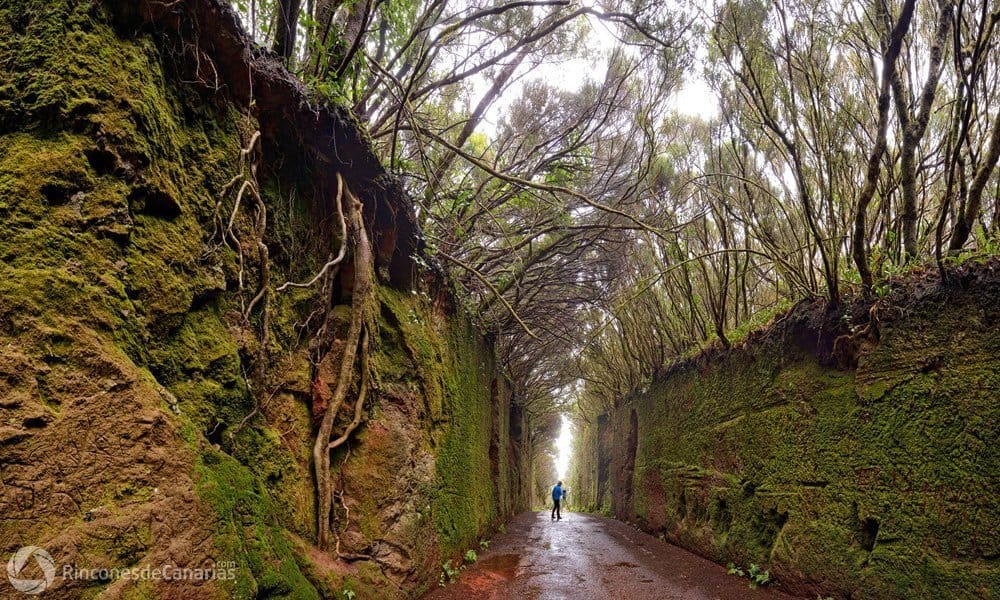 Sendero por El Palmeral de Anaga